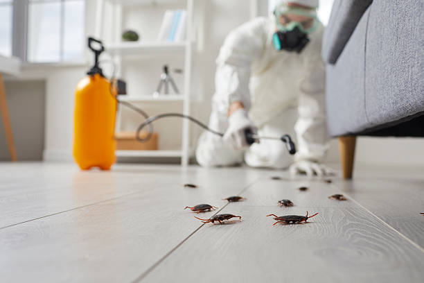 Commercial Kitchen Cockroach Control in Sacaton